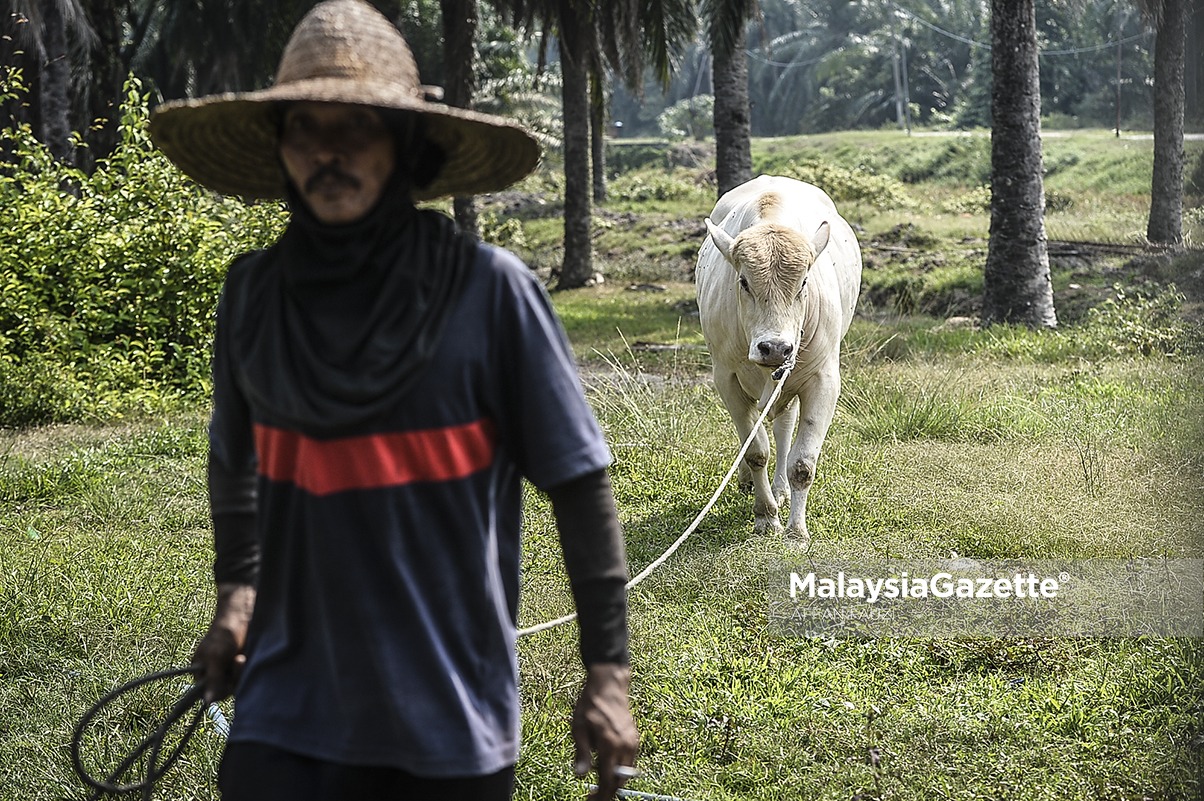 MGF16082018_HUMAN INTEREST PERSIAPAN RAYA KORBAN45