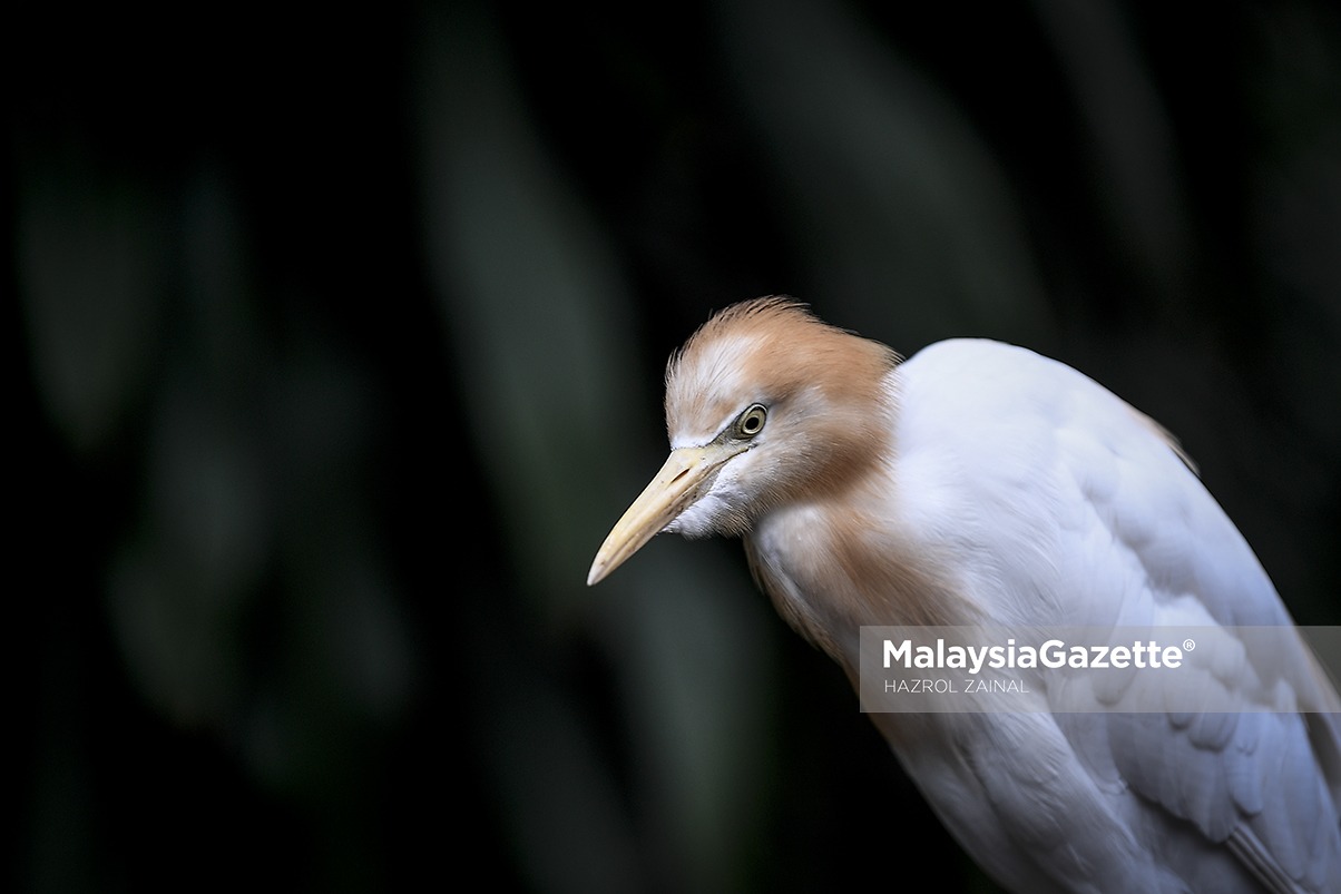 MGF17092018_HUMAN INTEREST TAMAN BURUNG01