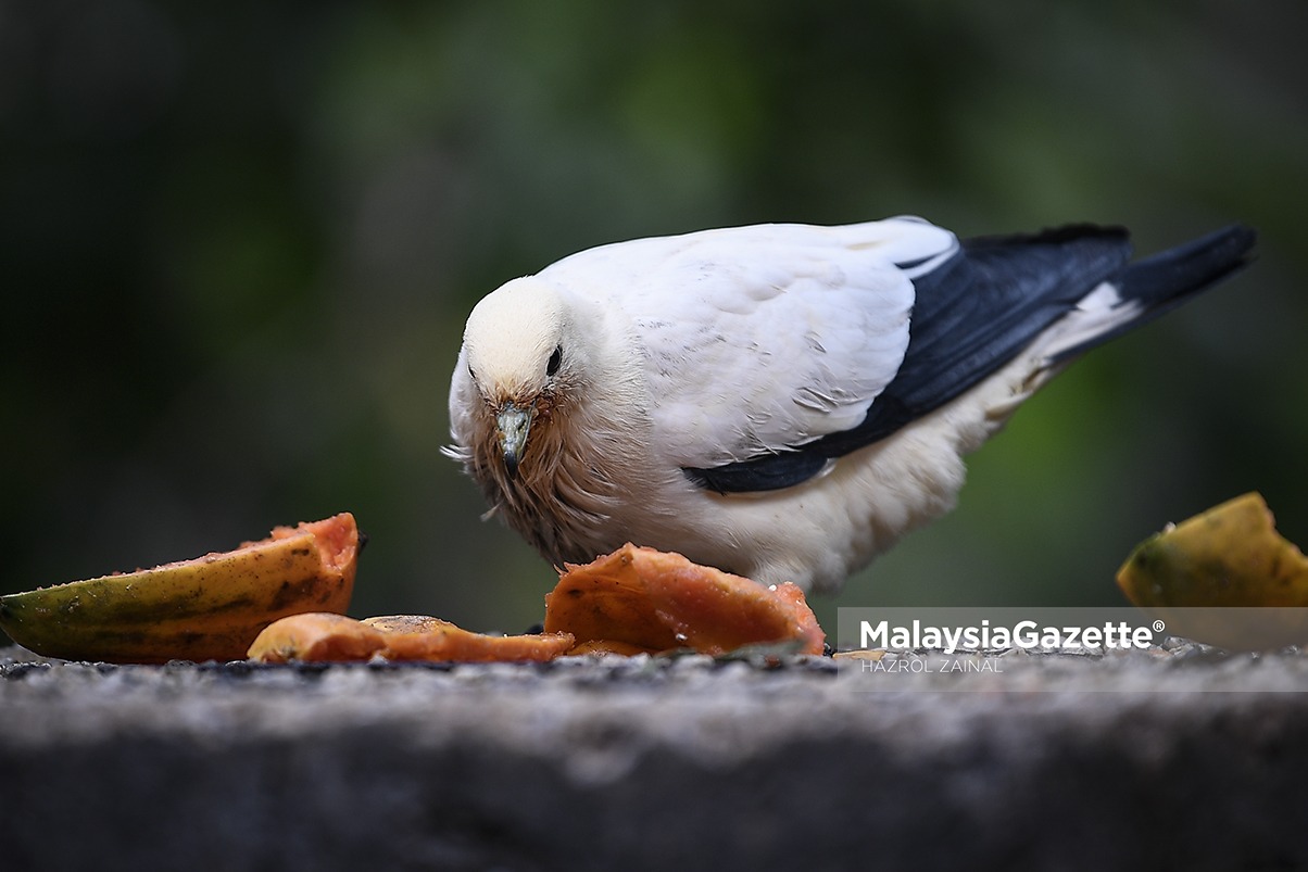 MGF17092018_HUMAN INTEREST TAMAN BURUNG05