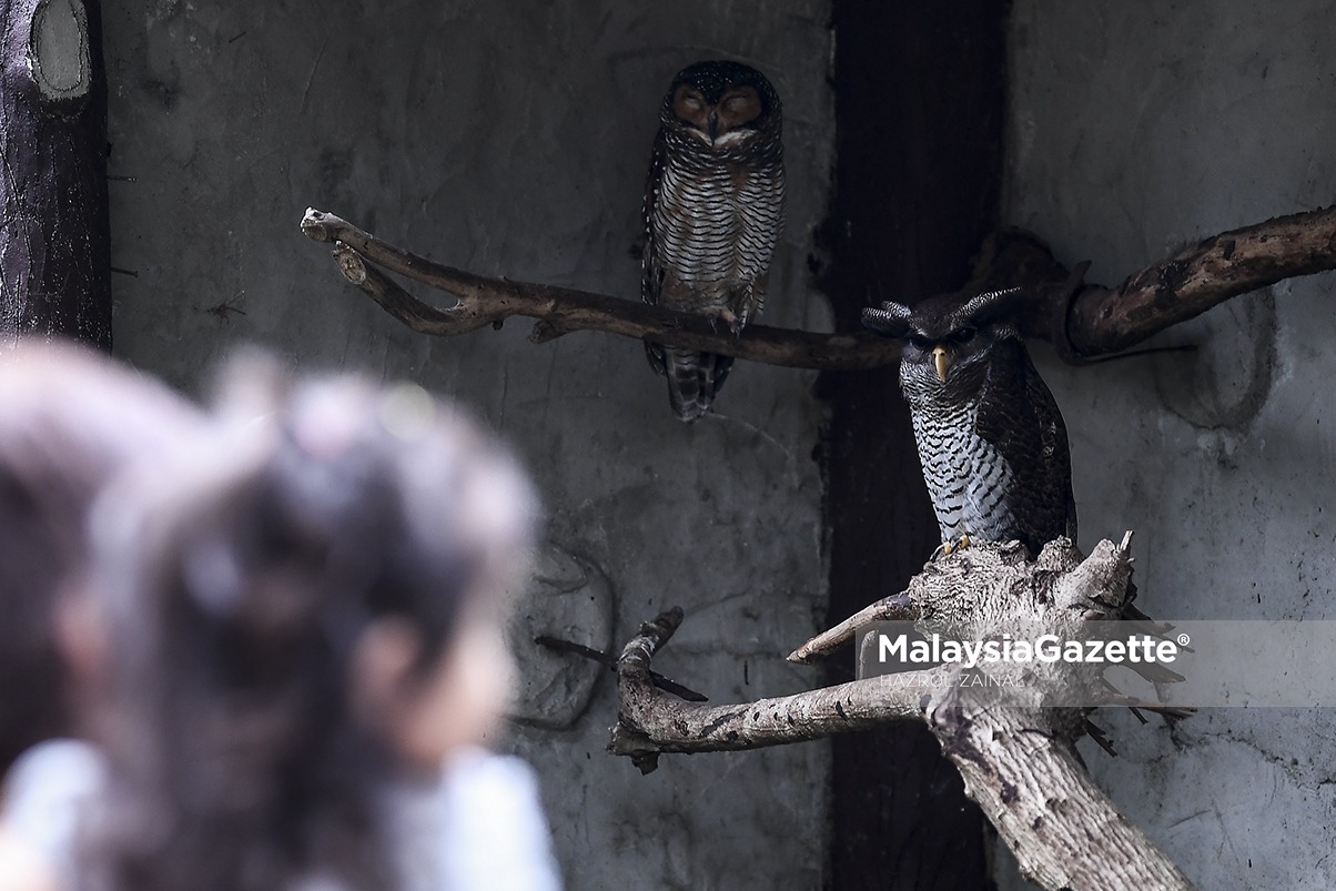 MGF17092018_HUMAN INTEREST TAMAN BURUNG09