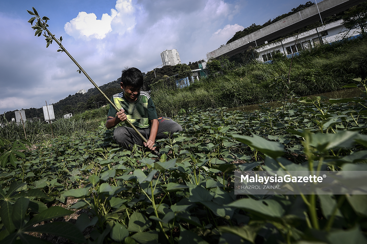 MGF24122018_HUMAN INTEREST BUDAK MANCING02