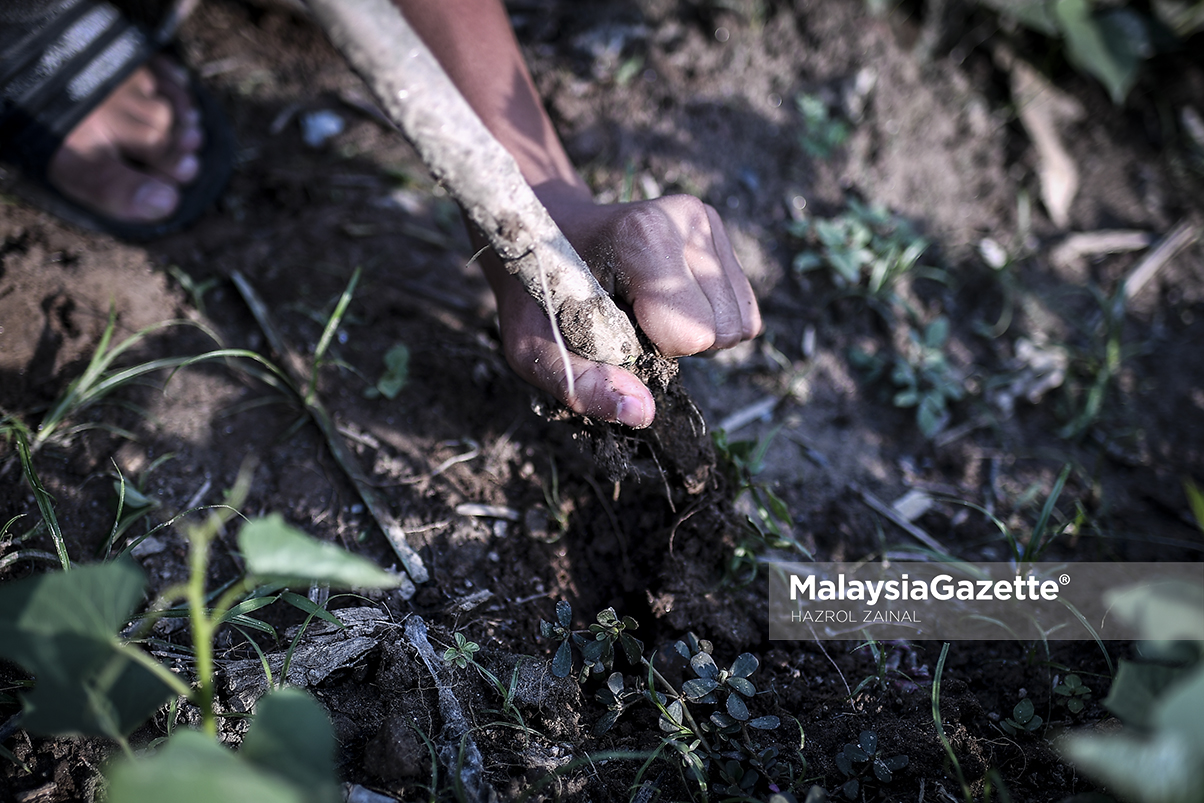 MGF24122018_HUMAN INTEREST BUDAK MANCING03