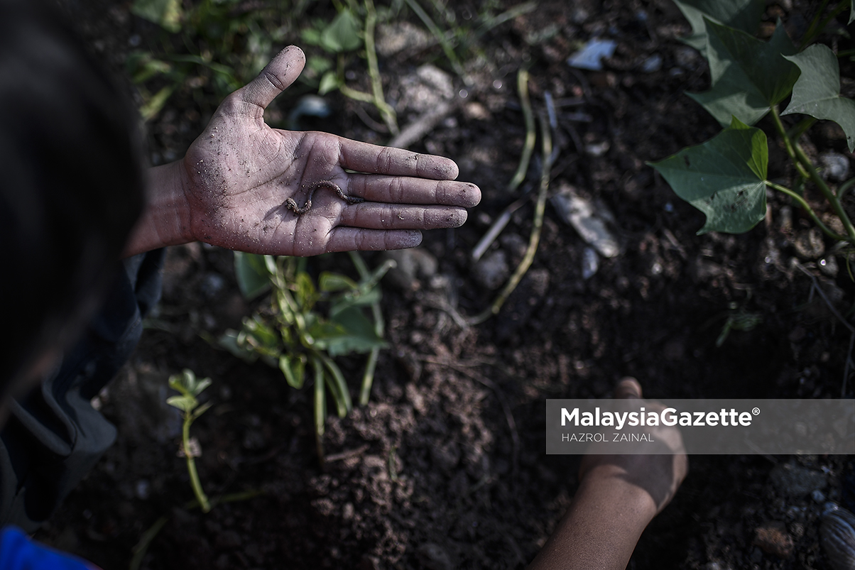 MGF24122018_HUMAN INTEREST BUDAK MANCING06