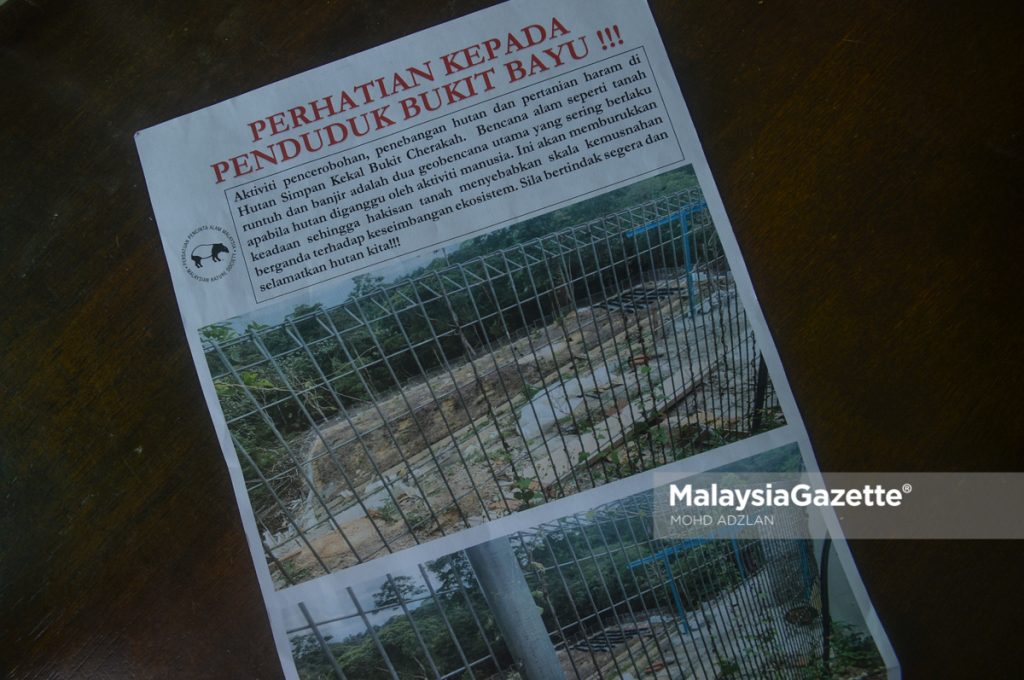 VVIP Dalang Kebun Durian Haram Di Hutan Simpan Bukit Cherakah