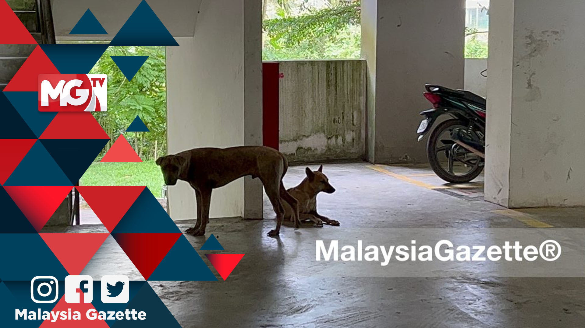 Anjing Liar Ancaman Penduduk Bayu Nyaman