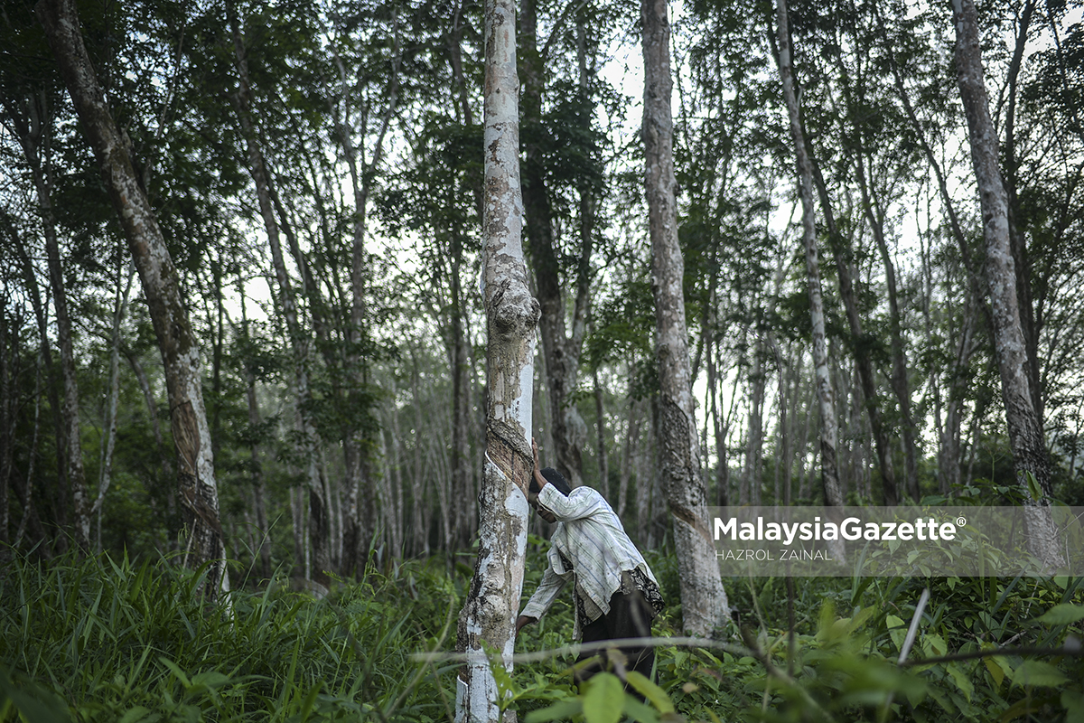 Kerajaan Laksana Pelbagai Inisiatif Bantu Pekebun Kecil Getah