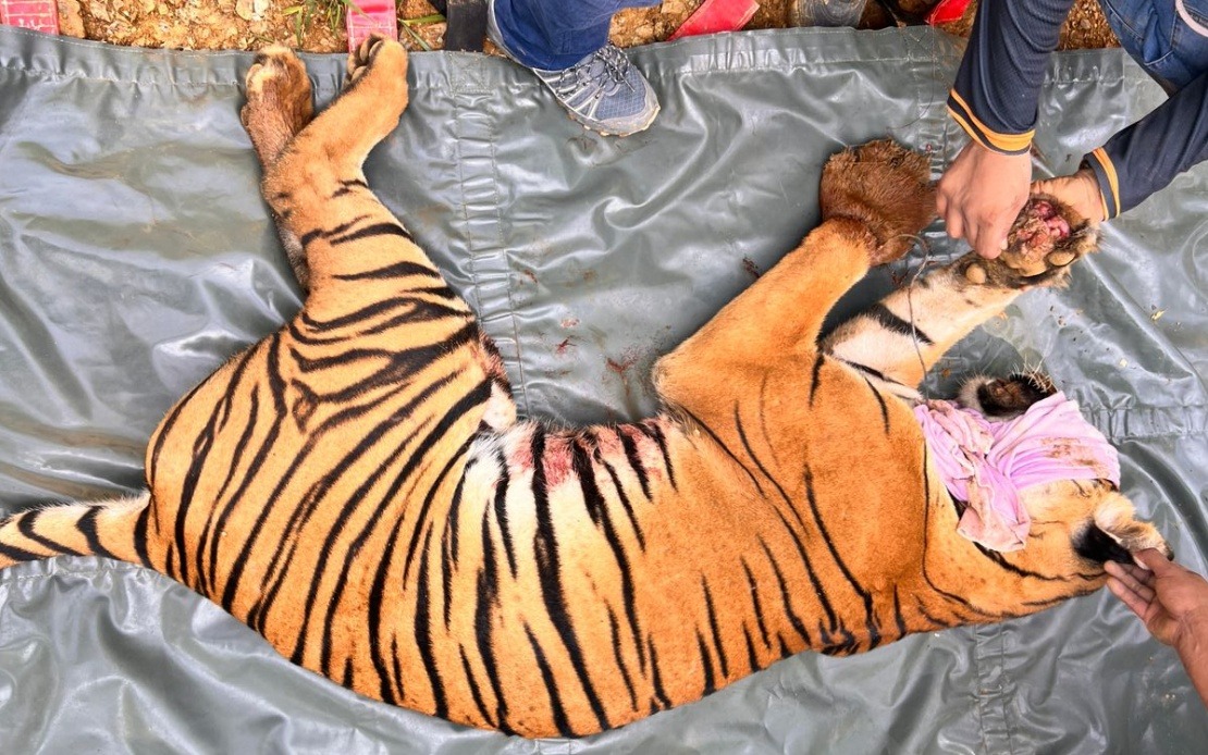 Harimau Betina Cedera Terkena Jerat Pemburu Haram Diselamatkan Di Gua