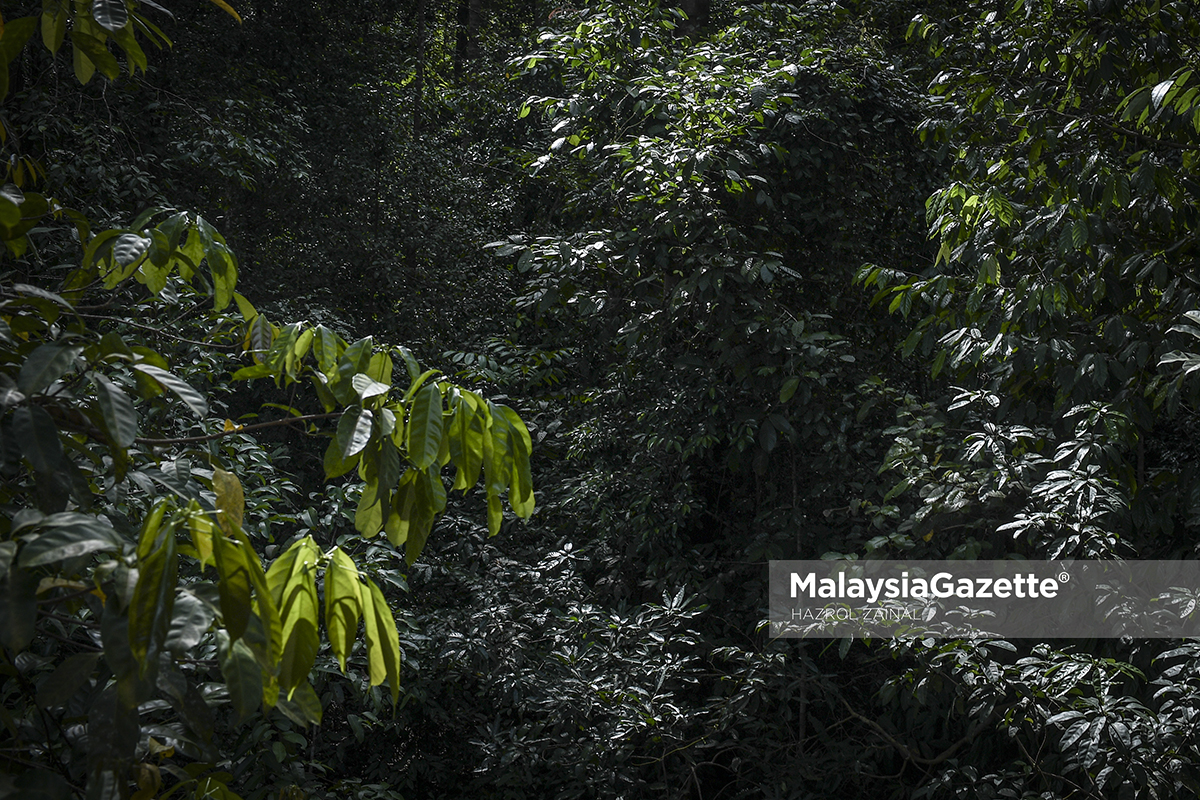 Projek Perhutanan Semula MPOGCF Diiktiraf Antarabangsa