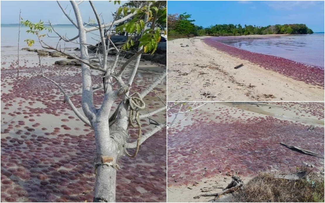 Peningkatan Suhu Air Laut Punca Ubur Ubur Terdampar Di Pantai Kuala Penyu