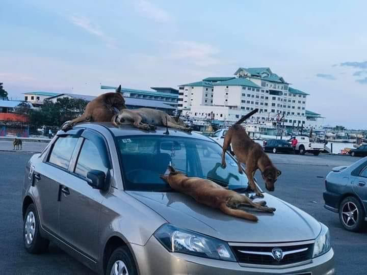 Anjing Monyet Liar Ancam Keselamatan Pelajar Unisel Penduduk Bestari Jaya