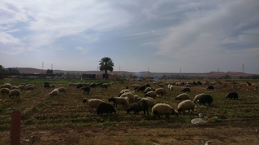 Perjalanan ke Sadus melewati ladang kambing.