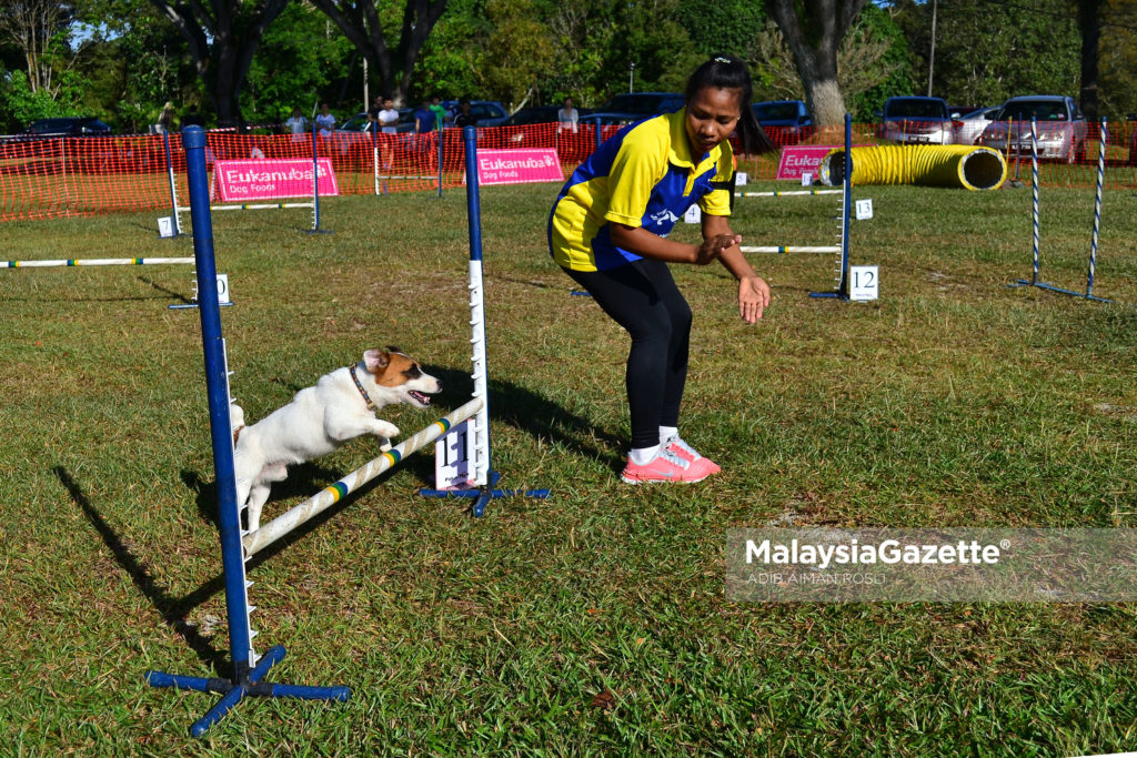 Salah Seorang peserta pertandingan "Dog n You" memberi arahan kepada anjing perliharaannya pada Majlis Dogathon 2017 di Bukit Expo Universiti Putra Malaysia, Serdang. foto ADIB AIMAN ROSLI, 19 FEBRUARI 2017.