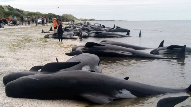 whales