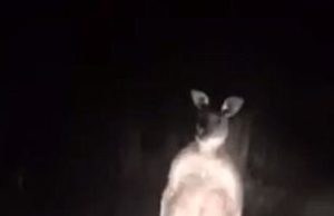 Kangaru garang ‘serang’ kenderaan
