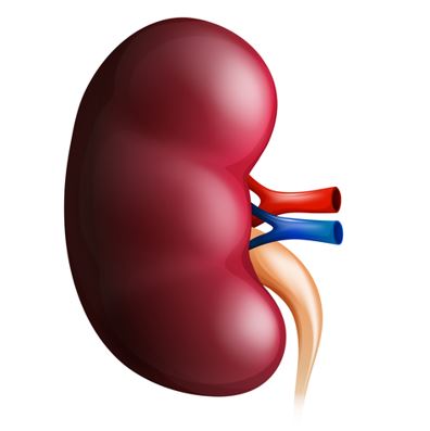 Kidney-reverse