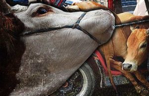 Cubaan sumbat lembu curi dalam Toyota Vios gagal