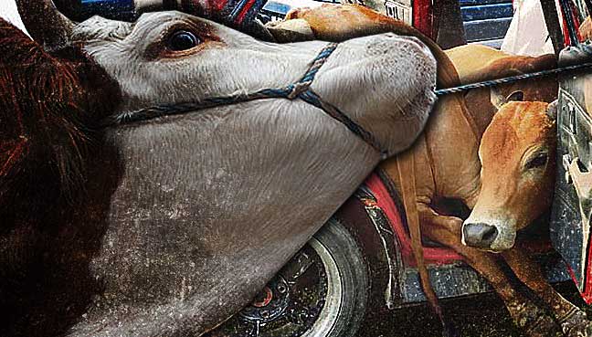 lembu curi