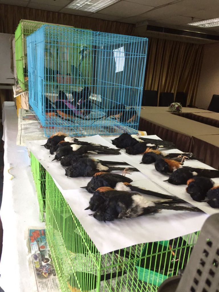 Sebahagian burung murai batu yang dirampas Jabatan Perlindungan Hidupan Liar Dan Taman Negara (Perhilitan) Negeri Johor di KM 32.8 Lebuhraya Utara Selatan berdekatan hentian Kulai pagi semalam.