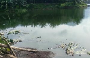 Tiada DNA babi pada sampel ikan dari kolam di Kampar