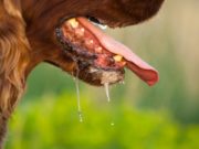 Kuching, Bintulu diisytihar kawasan jangkitan rabies rabies Selangor