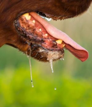 Rabies rabies Selangor