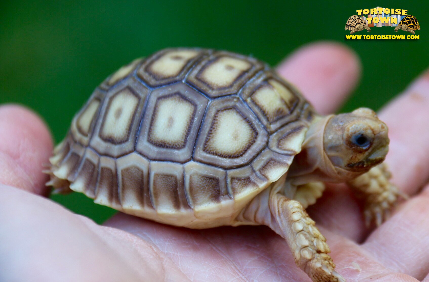 Tortoise перевод. Сульката черепаха. Sulcata Tortoise Baby. Черепаха маленькая сульката.