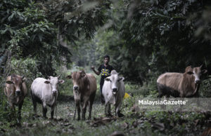 Mr. Gembala Lembu – Korban