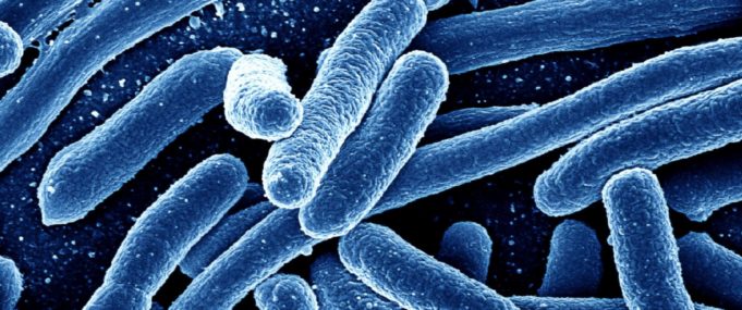 Superbug pembunuh baharu ditemui di China