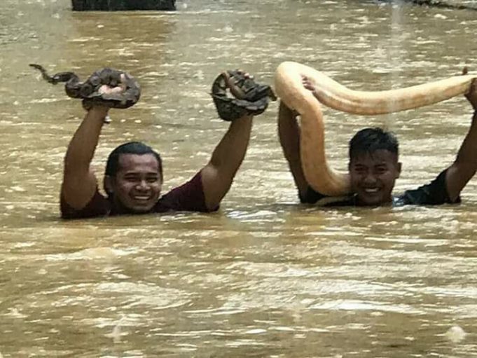 ular perlis