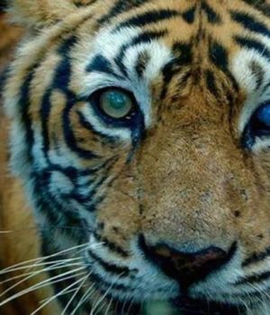 tigress