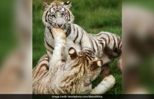 Penjaga maut diserang dua harimau
