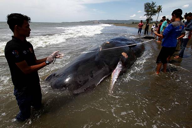 ikan paus terdampar di aceh