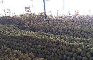 Tular pesta durian di Teluk Intan palsu