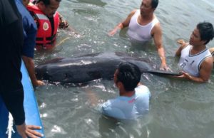 Anak paus 4 meter ditemui terdampar di Lahad Datu