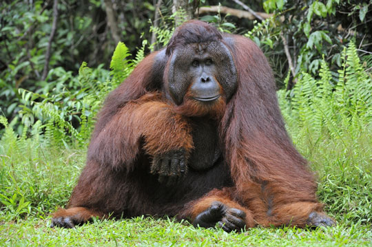 utan3