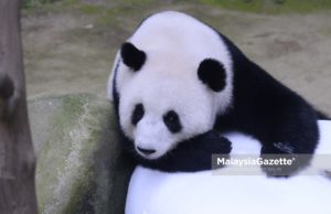 Jepun mahu pinjam lebih banyak panda dari China