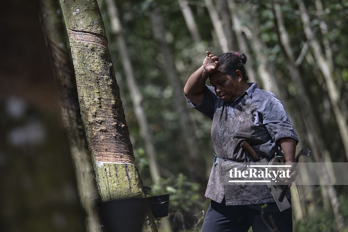 Pusat Teknologi Getah Wilayah Timur Belum Diluluskan