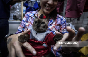 Daily Life – ‘Kucing Pun Nak Raya’