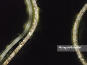 Op Selamat 16/2020 catat 138 kematian sehingga Ahad Keadaan trafik mula bertambah menghala ke Lebuh Raya Pantai Timur pada jam 10.00 malam berikutan orang ramai mula pulang ke kampung halaman sempena menyambut hari raya Aidilfitri ketika tinjauan lensa MalaysiaGazette di Lebuh Raya Kuala Lumpur-Karak. foto SYAFIQ AMBAK, 13 JUN 2018