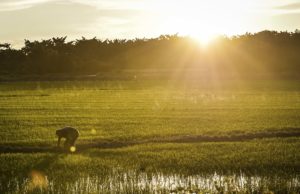 Penamatan monopoli Syarikat Padi Beras Nasional (Bernas) sebagai pengeluar beras negara mampu menurunkan dan mengawal harga beras di negara ini, kata Menteri Pertanian  dan Industri Asas Tani Salahuddin Ayub.