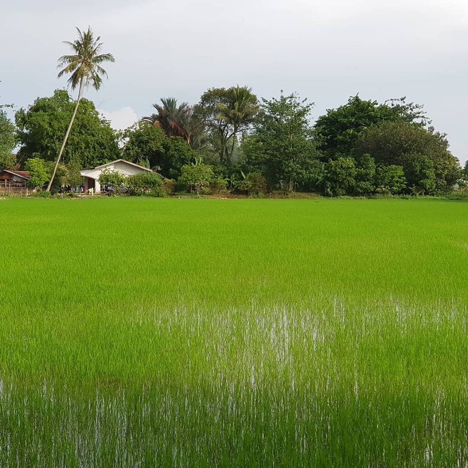 Pemandangan sawah padi yang mengelilingi Keriang Hill.