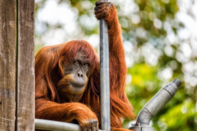 orang utan-puan