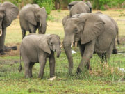Kematian gajah tertinggi di Sri Lanka tahun lalu