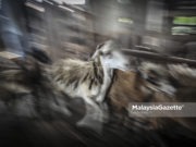 Polis tahan dua lelaki, rampas 50 ekor kambing seludup
