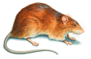 Mangsa pertama di dunia dijangkti Hepatitis E tikus gambar hiasan