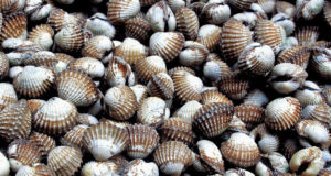 Kemunculan beribu-ribu kerang di satu kawasan berpasir di Pulau Ketam di Selangor menimbulkan kebimbangan penduduk dengan ada yang melihatnya sebagai petanda awal bencana alam. - foto hiasan
