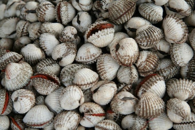 kerang lagi