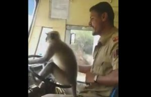 Monyet duduk atas stereng, pemandu digantung tugas