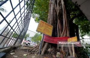 ‘Semangat’ pokok ara lindungi kuil kami – Regu