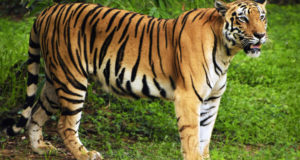 Permintaan tinggi terhadap hampir setiap bahagian pada Harimau Malaya menyebabkan nilai pasaran spesies terancam itu mencecah RM1 juta.